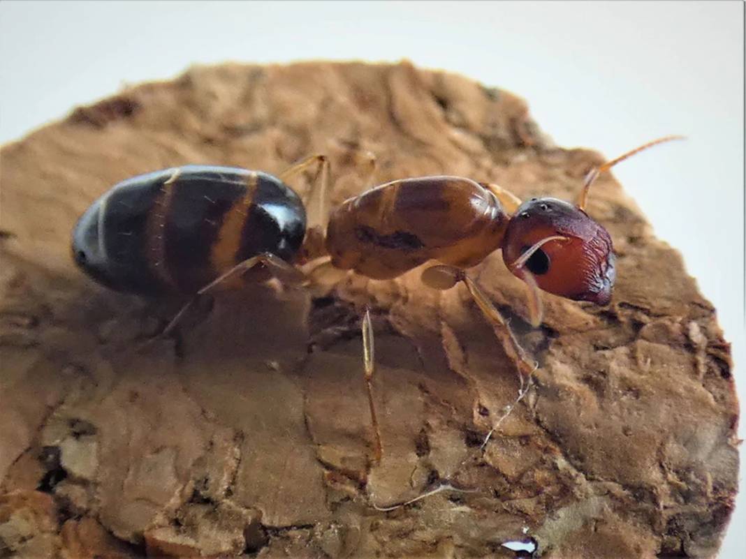 Ankara, İstanbul ve İzmir'de görüldü! Zehrini atıp ölüyor: Herkes tedirgin oldu! 7